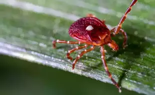 Ticks Linked to Serious Meat Allergy Spreading Across the Northern US: Know Symptoms And Prevention