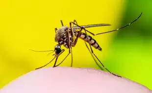 Zika Virus Cases Increasing In Maharashtra; Here Are Things You Must Know