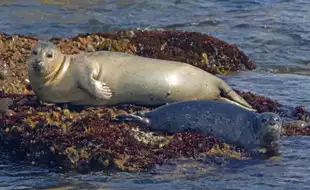 Cape Town Declares Rare Outbreak Of Rabies After Infected Seals Bite Tourists At The Beach