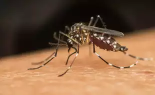 Argentina Dengue Outbreak: More Than 527,000 Cases Reported In The Country; Ways To Keep Your Protected