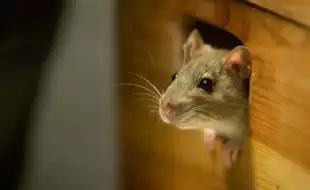 5 Deadly Diseases That Spread From Rats and Rodents; Ways To Protect Yourself