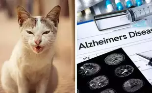 Brain Parasites Found In Cat Poop Can Treat Alzheimer's, Parkinson's, Says Study