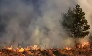 Study Says Exposure To Wildfire Smoke Can Increase Your Risk Of Dementia