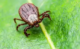 Man Dies After Contracting ‘Bleeding Eyes’ Disease From Tick Bite; Know About Crimean-Congo Hemorrhagic Fever