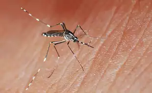 Telangana Records Over 1800 Dengue Cases; Know How To Keep Yourself Safe