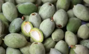 Why Green Almonds Should Be A Part Of Your Diet During Monsoon? Know Here