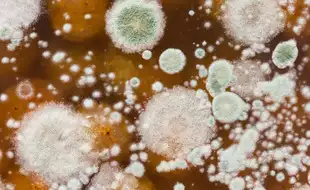 New Type Of Drug Resistant Fungus That Poses Global Public Threat Discovered