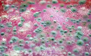 14 People Test Positive For Valley Fever In California; Symptoms And Preventive Measures Of The Fungal Infection