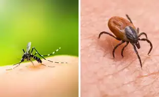 From Dengue To Eye-bleeding Disease - 5 Tropical Diseases You Can Catch In Europe This Summer