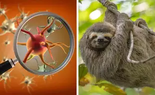 European Authorities Urge Travelers To Take Precautions As Brain-swelling Sloth Fever Spreads