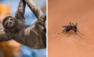 Sloth Fever Vs West Nile Virus: Know The Key Differences Between Symptoms Of These Deadly Infections Spreading Across US