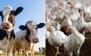 CDC Reports Bird Flu Case With No Animal Contact; Know How the Virus Spreads Without Direct Animal Exposure