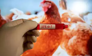 Missouri Man Contracts Bird Flu Without Known Contact With Animals; US Authorities Concerned Over The Spread Of H5N1 Virus