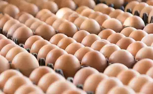 Wisconsin Recalls Eggs After a Multistate Outbreak of Salmonella; Know All About The Infection