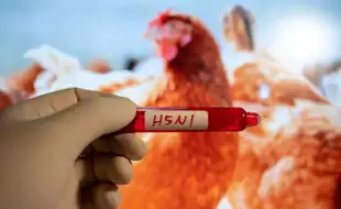 No ‘Clear Source’ Of Bird Flu Infection In Missouri Patient: CDC