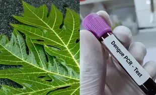 Papaya Leaf For Increasing Platelets In Dengue Patients: This Is The Right Way To Use It