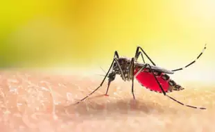 Pune Health Alert: Dengue, Chikungunya, Zika Virus Cases On Rise, Here's How Your Can Keep Yourself Safe