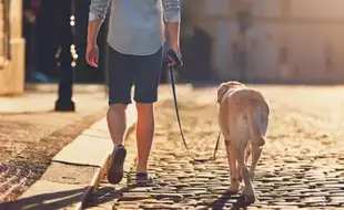 Injuries Related To Dog Walking On The Rise Among Adults And Children in the US