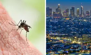 Los Angeles Area Sees More Dengue Fever in People Bitten by Local Mosquitoes