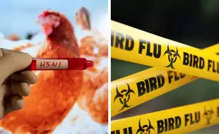 US Wastewater Tests Show H5N1 Bird Flu Virus Limited to Areas With Farm Animals