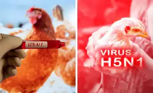 CDC Says A Second Health Care Worker Tied To Missouri Bird Flu Case Had Symptoms