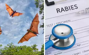 Minnesota Reports Rare Human Death From Rabies; Know All About This Deadly Virus