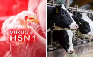 California Confirms Two Dairy Workers Infected With H5N1 Bird Flu, Latest Human Cases in The US