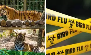 H5N1 Bird Flu Outbreak Kills Dozens of Zoo Tigers in Southern Vietnam; Staff Tests Negative