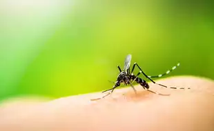 Dengue Cases On Rise Globally: WHO Initiates Action To Tackle Mosquito-Borne Diseases