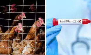 Why Is Bird Flu Spreading In People In The US? Antibody Tests Have the Answer, Experts Say