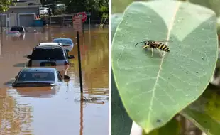 North Carolina Distributes EpiPens As Yellow Jackets, Bees Swarm After Helene Flooding; Know The Side Effects of Stings