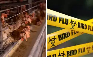 California Confirms Two Additional Bird Flu Cases, Taking the Total US Tally To 20