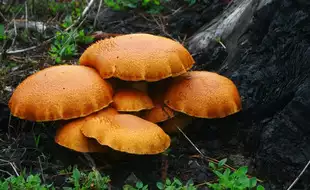 11 People Of A Family Hospitalised After Consuming Toxic Mushrooms; Know How It Impacts Your Health