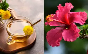 Nature’s Floral Remedies: Health Benefits of Edible Flowers You Can’t Ignore