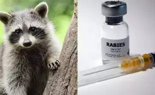 US Health Dept Issues Rabies Alert In Maryland After A Raccoon Tests Positive; Know The Dangers Of This Deadly Virus