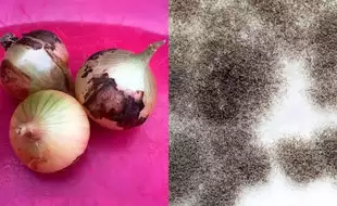 Notice Black, Dusty Spots On Onions? THIS is What They Are And Why You Should Care