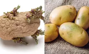 Attention! Do Not Eat Green, Sprouted Potatoes; Can Cause Fatal Toxicity