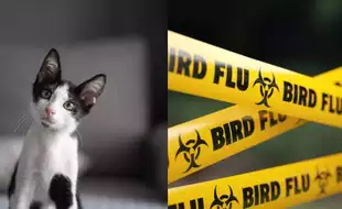 Study Warns Cats Might Be Bird Flu Carriers