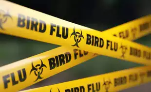 California Declares Statewide Emergency Over Bird Flu; How Serious Is the Situation?